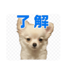 チワワのミルキー いろいろ（個別スタンプ：7）