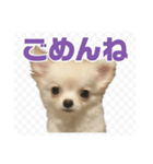チワワのミルキー いろいろ（個別スタンプ：8）