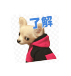チワワのミルキー いろいろ（個別スタンプ：10）
