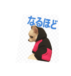 チワワのミルキー いろいろ（個別スタンプ：12）