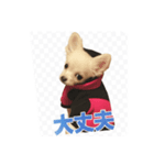 チワワのミルキー いろいろ（個別スタンプ：14）
