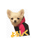 チワワのミルキー いろいろ（個別スタンプ：16）