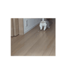動くツナ（個別スタンプ：2）
