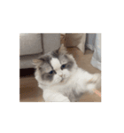 動くツナ（個別スタンプ：6）