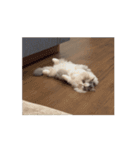 動くツナ（個別スタンプ：13）