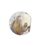 ネザーランドドワーフのもっちゃん（個別スタンプ：4）