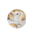 ネザーランドドワーフのもっちゃん（個別スタンプ：5）