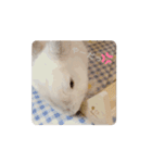 ネザーランドドワーフのもっちゃん（個別スタンプ：8）