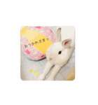 ネザーランドドワーフのもっちゃん（個別スタンプ：10）