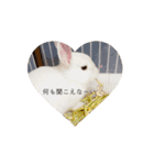 ネザーランドドワーフのもっちゃん（個別スタンプ：12）