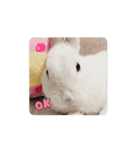 ネザーランドドワーフのもっちゃん（個別スタンプ：15）