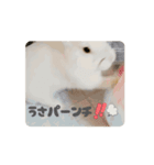 動くもっちゃん（個別スタンプ：13）