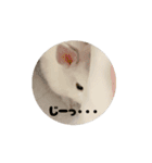 動くもっちゃん（個別スタンプ：15）