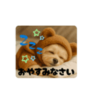 ポメプーひまわり（個別スタンプ：16）