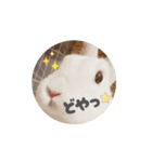 上から目線の動くもちさん（個別スタンプ：1）
