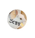 上から目線の動くもちさん（個別スタンプ：8）