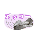 しゅたんぷ4改（個別スタンプ：24）