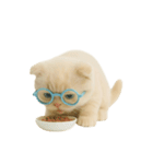 キュートなクリーム色のオタク猫 （NT）（個別スタンプ：5）