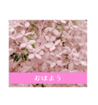 アジサイツ（個別スタンプ：1）