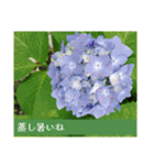 アジサイツ（個別スタンプ：5）