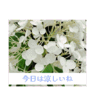 アジサイツ（個別スタンプ：15）