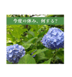 アジサイツ（個別スタンプ：16）