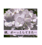 アジサイツ（個別スタンプ：26）