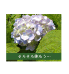 アジサイツ（個別スタンプ：33）