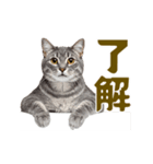 動く！にゃんとも！リアルな猫ミーム(日常)（個別スタンプ：2）