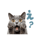動く！にゃんとも！リアルな猫ミーム(日常)（個別スタンプ：5）