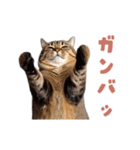 動く！にゃんとも！リアルな猫ミーム(日常)（個別スタンプ：6）