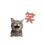 動く！にゃんとも！リアルな猫ミーム(日常)（個別スタンプ：8）