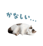 動く！にゃんとも！リアルな猫ミーム(日常)（個別スタンプ：9）