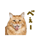 動く！にゃんとも！リアルな猫ミーム(日常)（個別スタンプ：10）