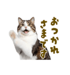 動く！にゃんとも！リアルな猫ミーム(日常)（個別スタンプ：11）
