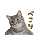 動く！にゃんとも！リアルな猫ミーム(日常)（個別スタンプ：12）
