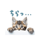 動く！にゃんとも！リアルな猫ミーム(日常)（個別スタンプ：13）