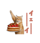 動く！にゃんとも！リアルな猫ミーム(日常)（個別スタンプ：14）