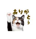 動く！にゃんとも！リアルな猫ミーム(日常)（個別スタンプ：15）