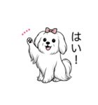 名前入りマルチーズロング（個別スタンプ：9）