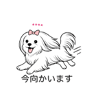 名前入りマルチーズロング（個別スタンプ：21）