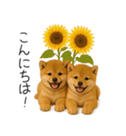 毎日使える！夏の柴犬（個別スタンプ：2）