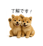 毎日使える！夏の柴犬（個別スタンプ：7）