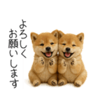 毎日使える！夏の柴犬（個別スタンプ：8）