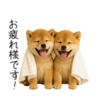 毎日使える！夏の柴犬（個別スタンプ：9）