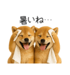 毎日使える！夏の柴犬（個別スタンプ：11）