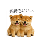 毎日使える！夏の柴犬（個別スタンプ：13）