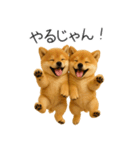 毎日使える！夏の柴犬（個別スタンプ：14）