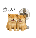 毎日使える！夏の柴犬（個別スタンプ：16）