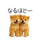 毎日使える！夏の柴犬（個別スタンプ：18）